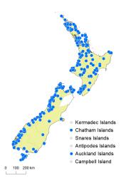 Tmesipteris tannensis distribution map based on databased records at AK, CHR and WELT.
 Image: K. Boardman © Landcare Research 2014 CC BY 3.0 NZ